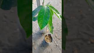 🌿 Guide on how to grow Bignay Seedling in a Backyard Currant Tree or Queensland Cherry  See Comment [upl. by Razatlab]