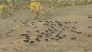 2022 Buffalo Roundup at Custer State Park  SDPB [upl. by Arul]