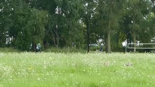 Sandhill cranes on the Lower Yahara River Trail [upl. by Aeriel]