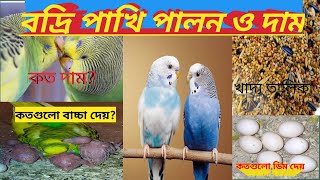 বদ্রি বা বাজরিগার পাখি পালন ও দাম।Budgerigar Bird Rearing in bengla l Budgerigar Pakhi🙂 [upl. by Nylsaj]