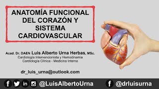 Anatomía funcional del corazón y sistema cardiovascular 2020 [upl. by Htabazile816]