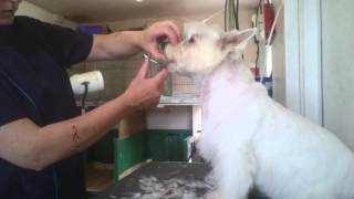 Trimming a Westie head with Scissors [upl. by Alpert]