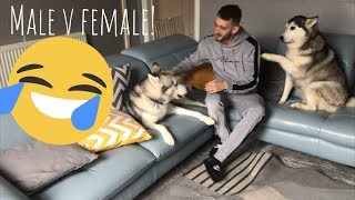 The Funny Differences Between Male and Female Huskies [upl. by Terrel]