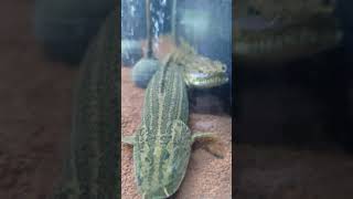 Polypterus Bichir Nigerian Lapradei 🇳🇬 [upl. by Hunt]