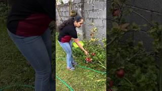 ഈ കുഞ്ഞി Apple മരം ഞങ്ങളെ ഞെട്ടിച്ചുIreland Malayalam vlogDay in my lifelife in Irelandshorts [upl. by Lawler]