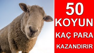 50 KOYUN YILDA KAÇ PARA KAZANDIRIR [upl. by Saravat]