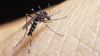 What is the Zika Virus [upl. by Flosi]