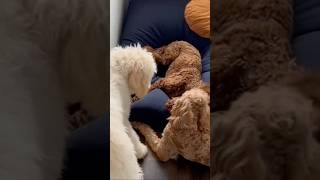 Labradoodles Playtime Fun [upl. by Inge]