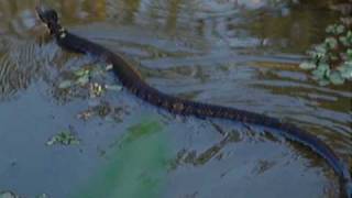 Swimming Water Moccasin Snake [upl. by Hurty374]