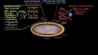 Antibiotiques  Ep 2  mécanisme daction  Docteur Synapse [upl. by Enyak]