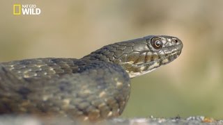 Une couleuvre mangeuse de poisson [upl. by Bonns]