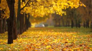 fall background video [upl. by Scutt]