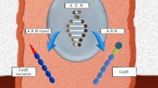 Identificación de nueva variante de cadherina y sus efectos en las células epiteliales [upl. by Eremehc]