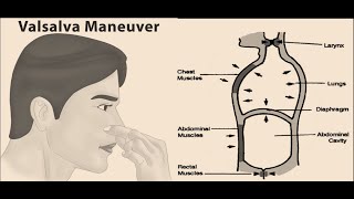 Valsalva Maneuver  Definition Uses Procedure [upl. by Niroht]