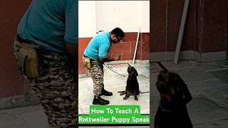 How To Teach A Rottweiler Puppy Speak session 357 shorts petspuppytrainer [upl. by Saiff800]