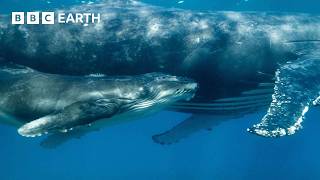 Orca Kidnaps Baby Humpback Whale  4K UHD  Mammals  BBC Earth [upl. by Sperry40]