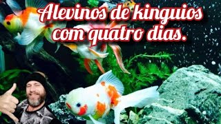 Alevinos de kinguios com quatro dias de vida [upl. by Joane23]