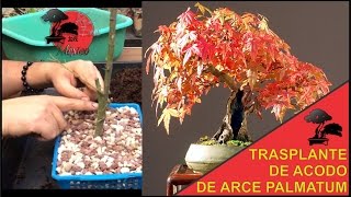 TRASPLANTE de acodo de ARCE PALMATUM para futuro BONSAI SHOHIN [upl. by Esekram]