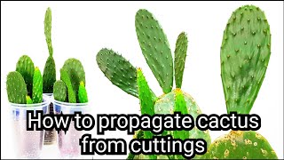 How to propagate cactus from cuttings Opuntia Cactus [upl. by Nnilsia46]