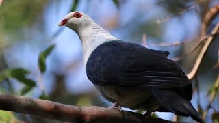 Whiteheaded Pigeon  Lane Cove National Park [upl. by Casavant]