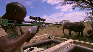 Tranquillising Wild African Elephants  This Wild Life  BBC Earth [upl. by Persas]