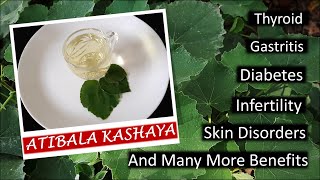 How To Identify ABUTILON INDICUM  ATIBALA  KANGHI  Kashaya amp Benefits  Biophilians Kitchen [upl. by Anatsirhc]