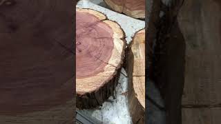 Big cedar Wood Slice cedarwood cedarwoodluxury [upl. by Sirred344]