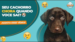 CACHORRO CHORA QUANDO EU SAIO DE CASA COMO DEIXAR SOZINHO [upl. by Ettedranreb282]