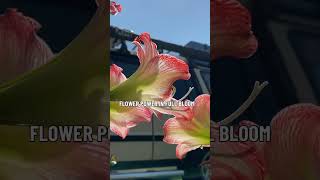 Hippeastrum fairytale full bloom springplants shortvideos [upl. by Alegnave]