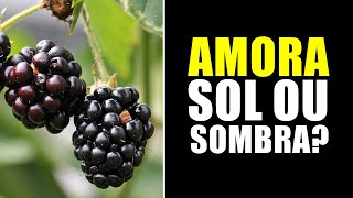 AMORA GOSTA DE SOL OU SOMBRA [upl. by Arquit830]