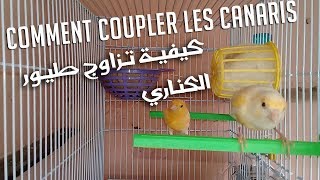 Comment Coupler les Canaris  كيفية تزاوج طيور الكناري [upl. by Anahcra]