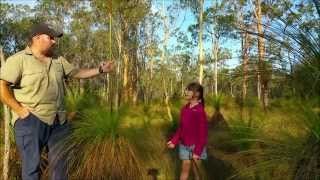 Australian Survival School  Grass tree quotXanthorrhoeaquot [upl. by Ecydnarb369]