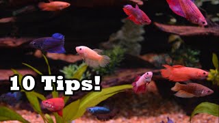 10 Tips For Betta Sorority Tank Success [upl. by Arries]