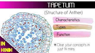 TAPETUM Tapetum Types amp Function Sexual Reproduction in Flowering plants BotanyTv [upl. by Atival]