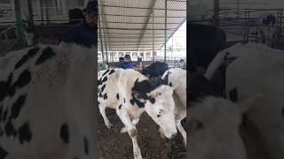 injection treatment cow dairy animalsbuffaloviral ytshorts [upl. by Annawaj845]