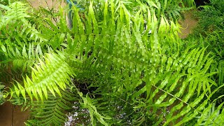 All about Pteris Vittata Fern🌱🌱🌱 [upl. by Marissa69]