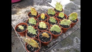 How to grow Cactus from cuttings  Opuntia The Prickly Pear Cactus [upl. by Oneladgam]