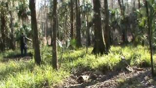 Florida Howl Growl Skunk Ape Possible [upl. by Icyak]