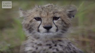 Cute Cheetahs Learn To Hunt  Amazing Animal Babies  Earth Lab [upl. by Thedrick]