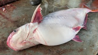 Pangas 🔥 giant catfish cutting video  Live and fresh [upl. by Ahsienaj]