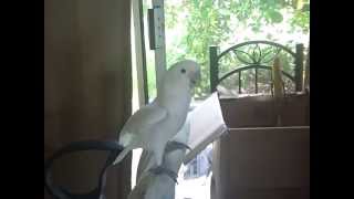 Goffin Cockatoo Dances to Psy [upl. by Zales]