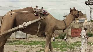 Camels are pulling the car down the sand dunes الجمال تسحب السيارة إلى أسفل الكثبان الرملية [upl. by Gawain]