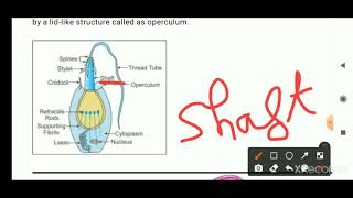 NEMATOCYSTS DEFENCE STRUCTURE AND DEFENCE MECHANISM IN CNIDARIA [upl. by Ariak8]