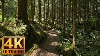 4K Virtual Forest Walk along Middle Fork Trail at Snoqualmie region Part 1 3 HR Relax Music [upl. by Koppel618]