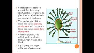 FUNDAMENTALS OF PLANT PATHOLOGY Classification of Fungi Part10 [upl. by Limaj]