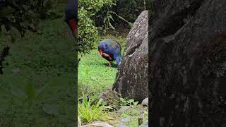 Takahe cleans its feathers zoo NZ takahe NZendemic NewZealandBirds [upl. by Horsey]