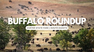 Buffalo Roundup at Custer State Park South Dakota [upl. by Olav558]