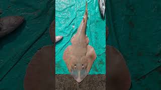 common guitarfish Rhinobatos rhinobatos [upl. by Noffihc]