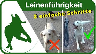 LEINENFÜHRIGKEIT dem Hund in 3 SCHRITTEN das Leine ziehen abgewöhnen  ganz einfach [upl. by Cassie]