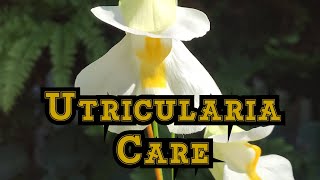 How to Grow Utricularia alpina with bloom and care tips [upl. by Lorita]